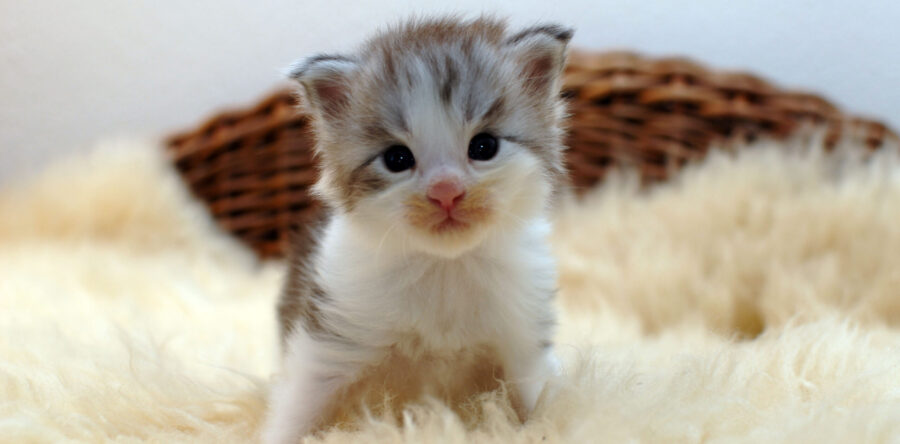 P2- männlich black silver tabby white