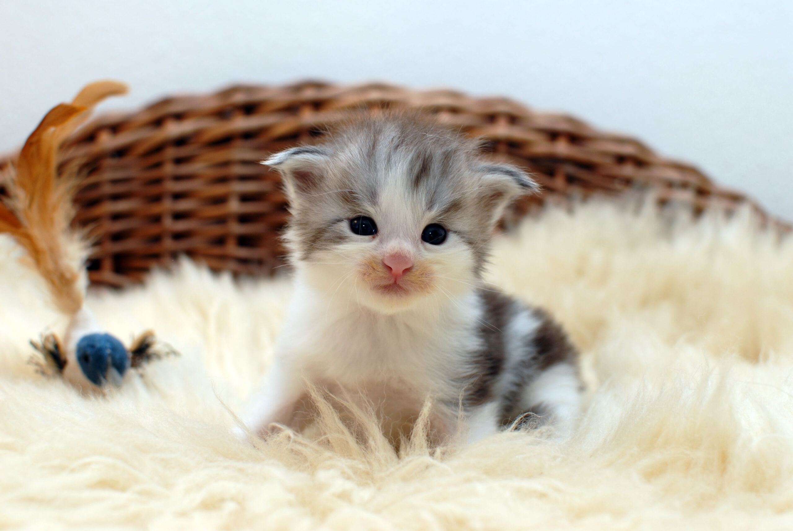 black silver – 2,5 weeks