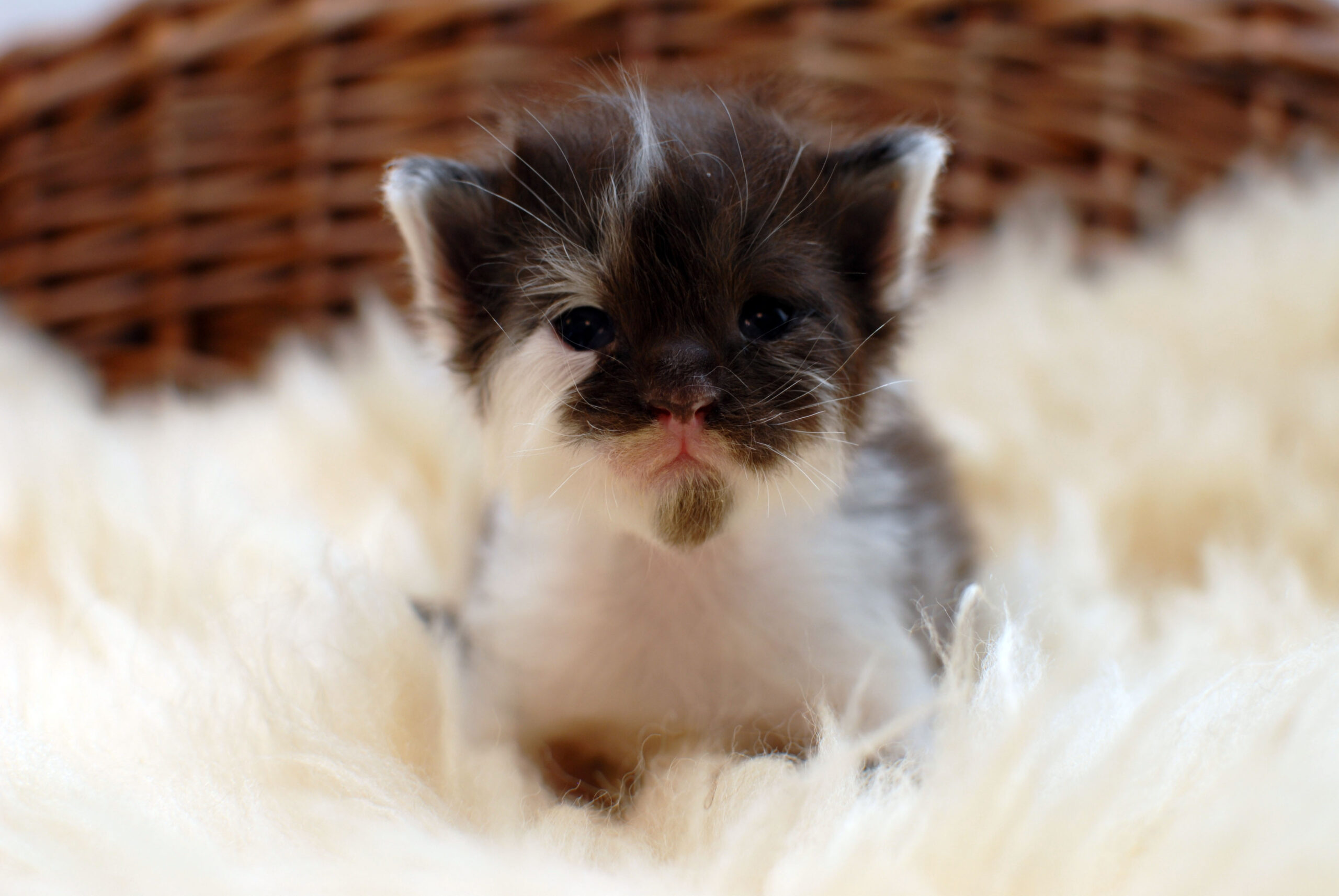 black white – 2,5 weeks