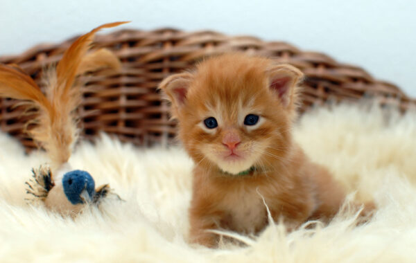 P2- männlich red tabby (grün)