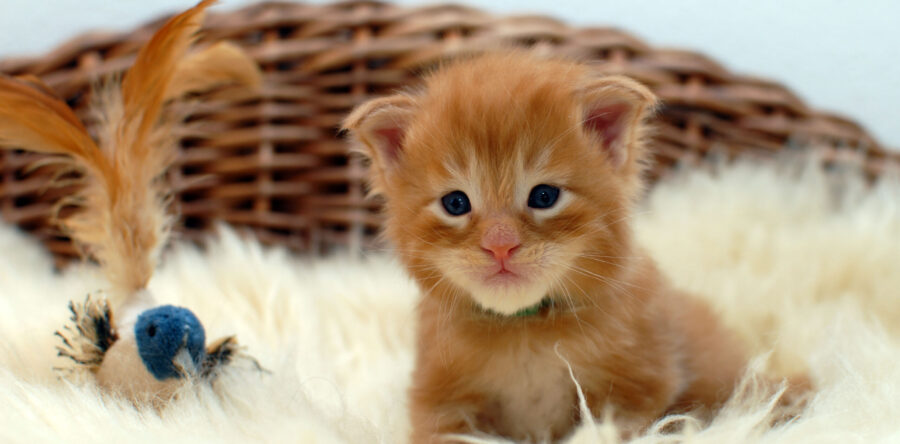 P2- männlich red tabby (grün)
