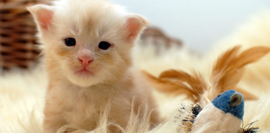 P2- männlich red silver tabby