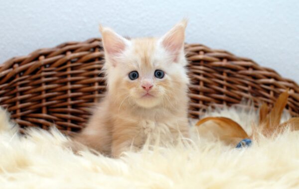 Quax- männlich red silver tabby white