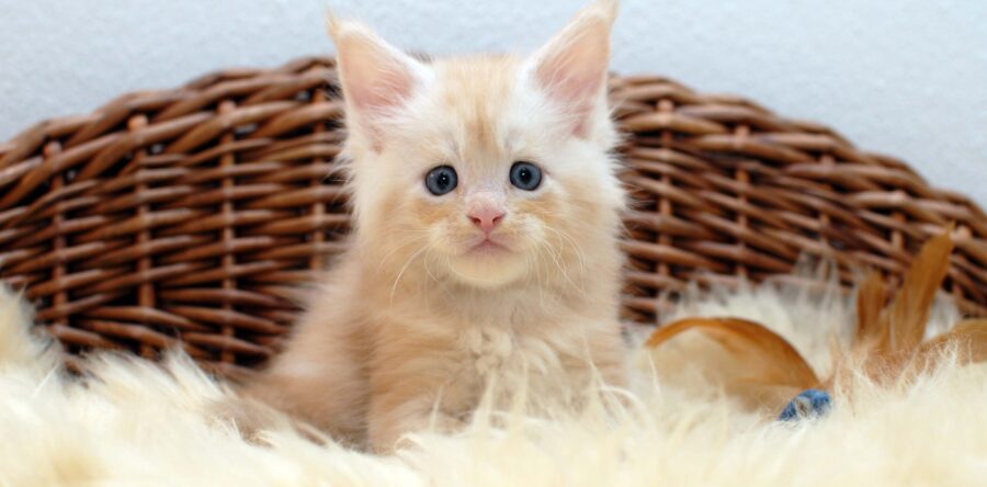 Quax- männlich red silver tabby white