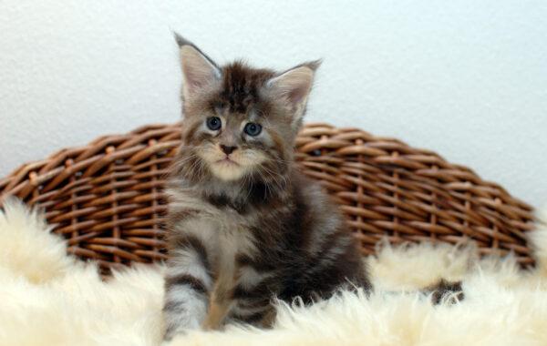 R² – black silver torbie – weiblich