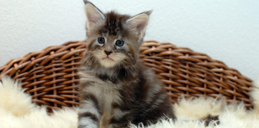 R² – black silver torbie – weiblich
