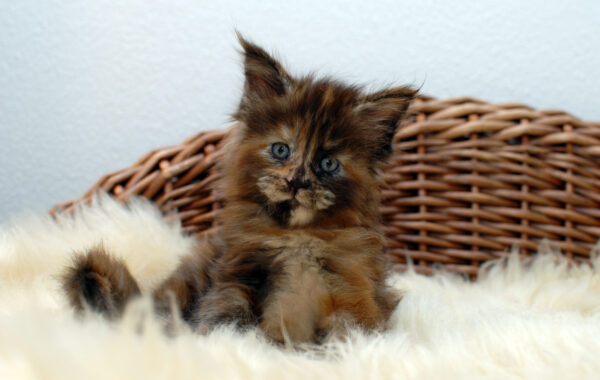 R² – black tortie – weiblich