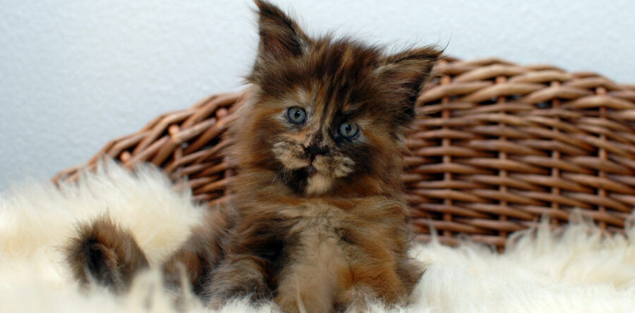 R² – black tortie – weiblich
