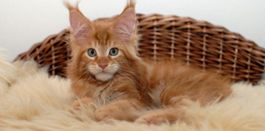 Quintus- männlich red tabby